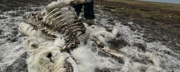Over 200 reindeer have been found dead in Svalbard, because of climate change