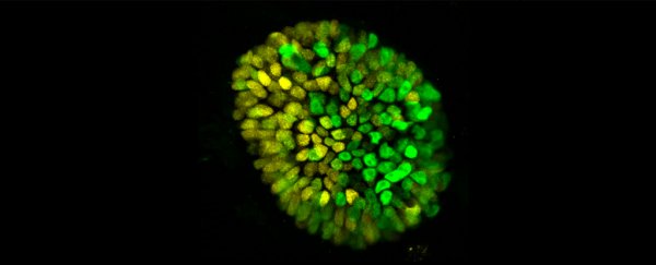 A lab-made human 'embryo' has revealed a truly magical step in human development