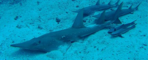 More than 28,000 species are now officially threatened, but it's just the beginning
