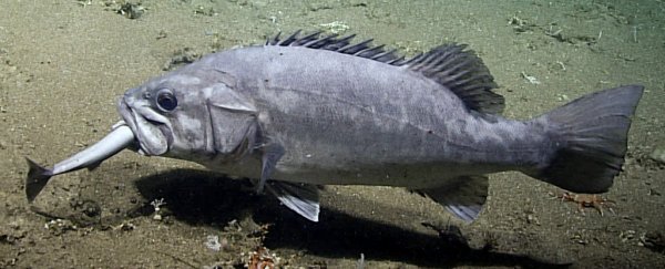 Scientists capture incredibly rare footage of deep-sea fish devouring a whole shark