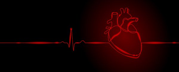 Mouse experiment links a single gene to humans having regular heart attacks