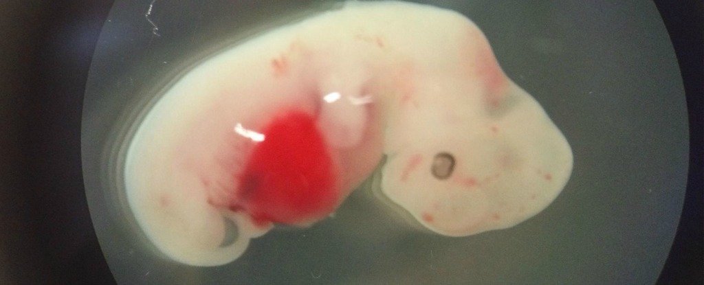 Japan Approves Groundbreaking Experiment Bringing Human-Animal Hybrids to Term