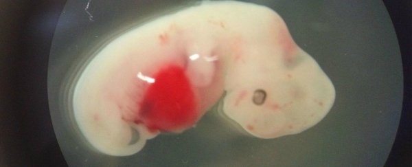Japan approves groundbreaking experiment bringing human-animal hybrids to term