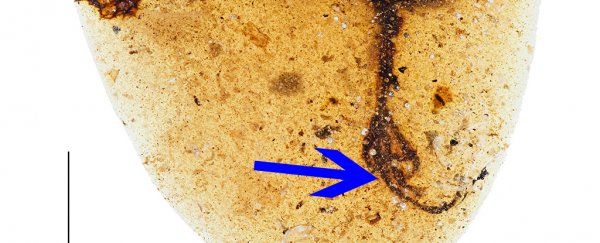 An ancient bird with an insanely long toe has been found preserved in amber