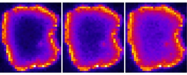 An elusive particle that acts as its own antiparticle has just been imaged