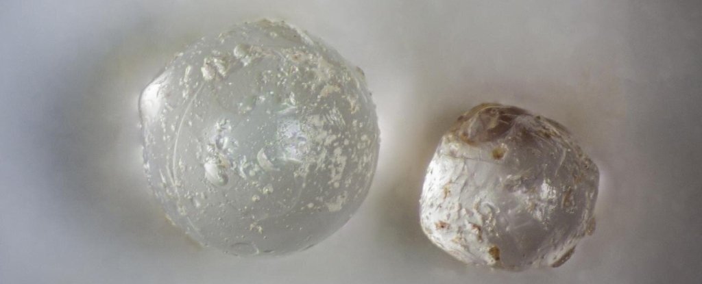 Ethereal 'Pearls' in Fossil Clams Are Evidence of an Ancient Meteorite  Hitting Earth : ScienceAlert