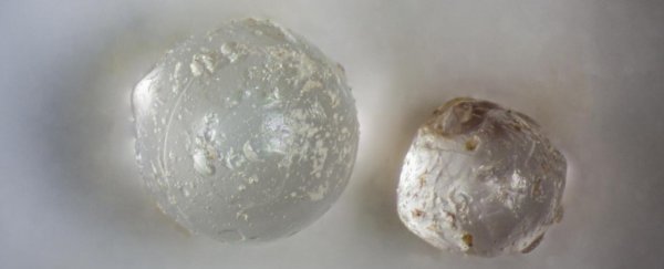 Ethereal 'pearls' in fossil clams are evidence of an ancient meteorite hitting Earth