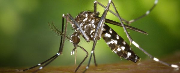 In just 2 years, scientists have effectively wiped out mosquitoes on 2 Chinese islands