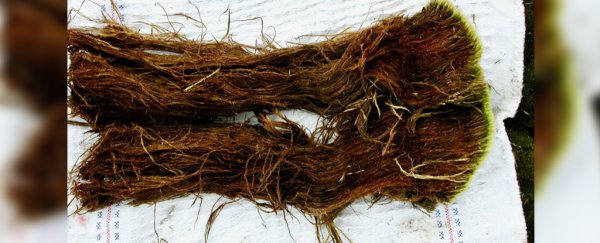 Earth's ancient life forms are awakening after 40,000 years in permafrost
