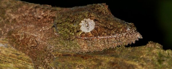 These ridiculous photos prove just how skilled geckos are at camouflage