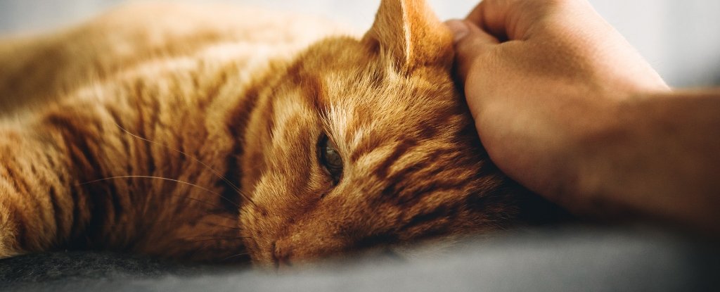 Study Shows The Effect Petting Your Dog or Cat Has on Stress Levels :  ScienceAlert