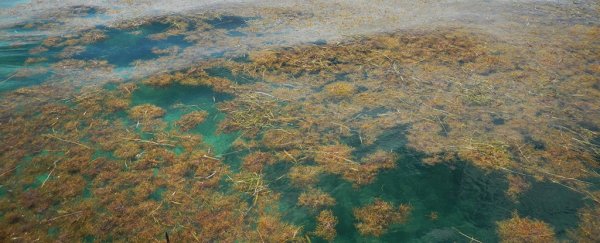 Scientists discover the largest seaweed bloom ever found, and it's still growing