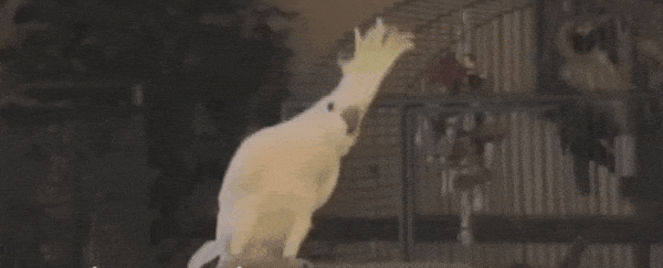 Snowball the dancing cockatoo invents his own moves without training, study shows