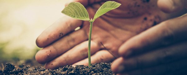 Study shows tree planting can actually fight climate change, if we start today