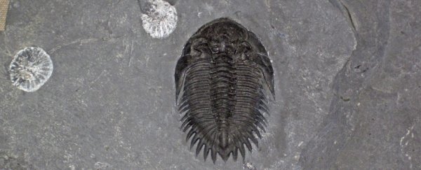 A mysterious universal pattern in the fossil record might finally be explained