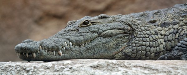 Vegetarian 'crocodiles' evolved more than once in Earth's ancient waterways