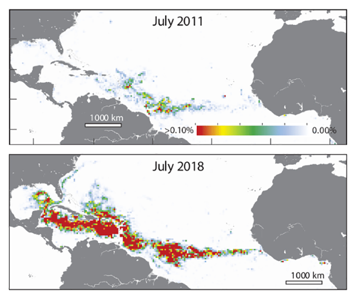 Scientists Discover The Largest Seaweed Bloom Ever Found, And It's