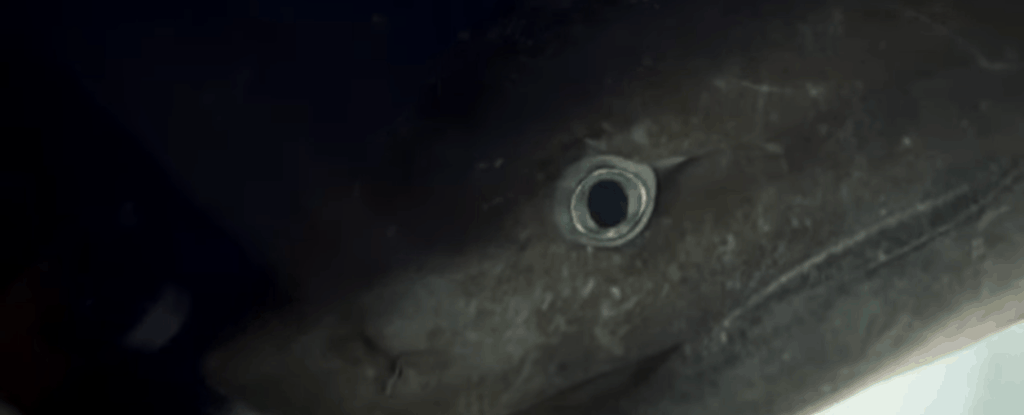 deep sea shark deep sea shark