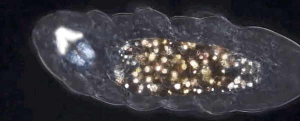 A bizarre tardigrade was found with a belly full of strange, glittery material
