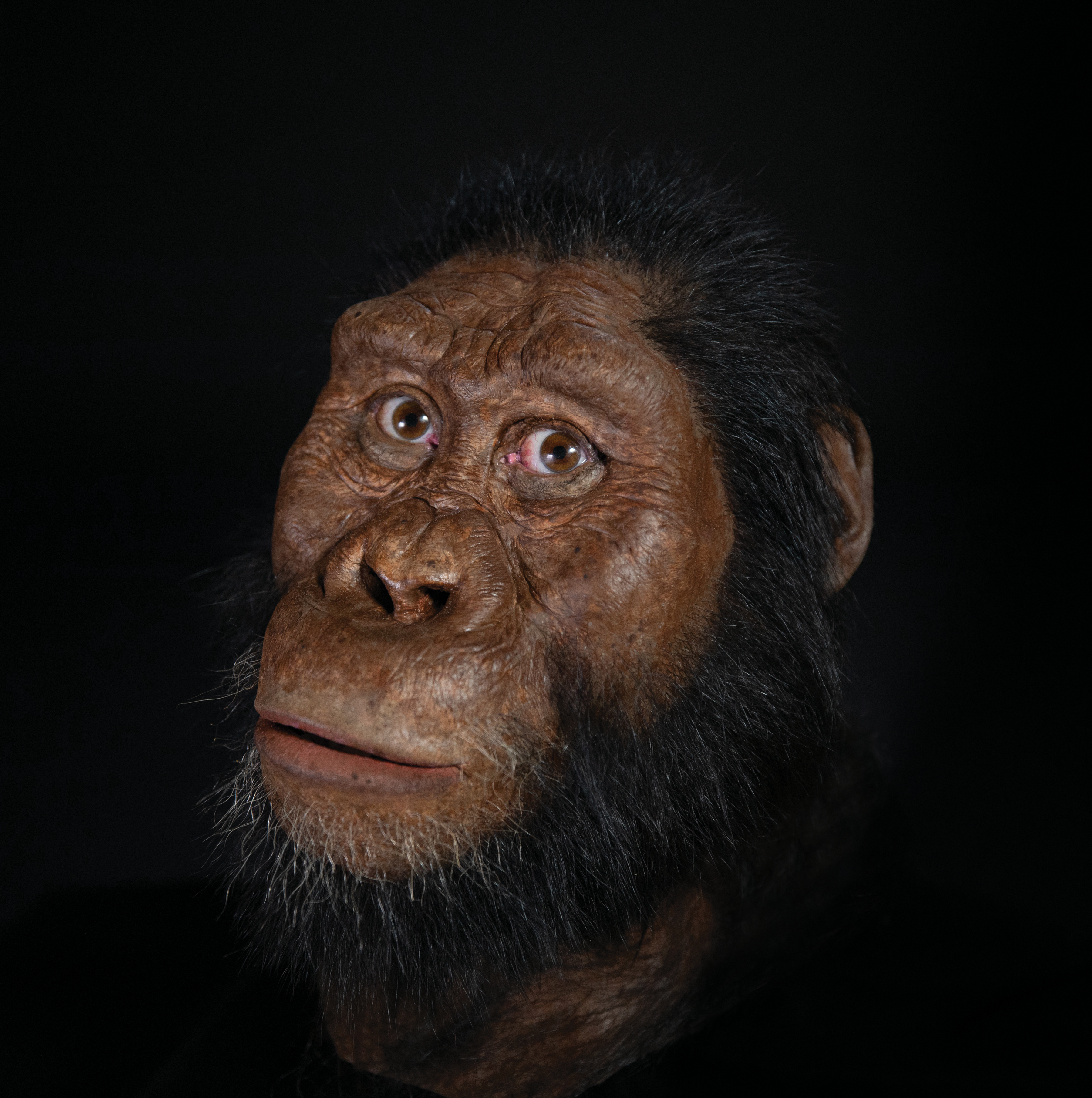 Facial recronstruaction of A. anemensis. (John Gurche/Susan and George Klein/Matt Crow/Cleveland Museum of Natural History)