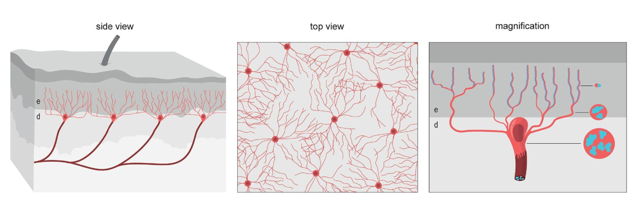 The position of pain receptive Swann cells (red) and nerve cells (blue) in the dermis (d) and epidermis (e) (x)