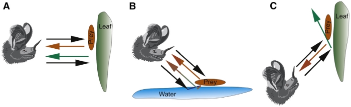 bat prey reflector