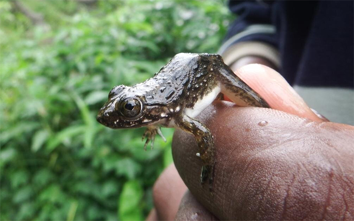 The World's Biggest Frogs Are So Chunky, They Shift Rocks to Build