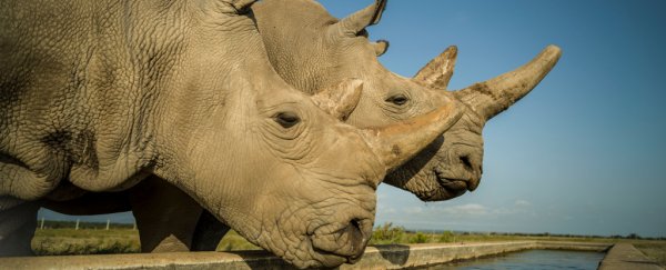 Scientists Just Took A Huge Step Towards Saving The Northern White Rhino