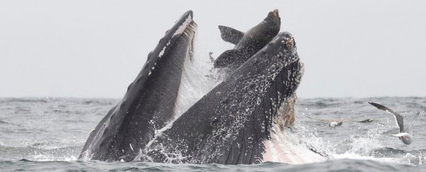 Incredible photo captures the exact moment a sea lion ended up in a whale's mouth