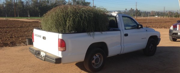 This 'monster' tumbleweed is rapidly taking over California, and its genes reveal why