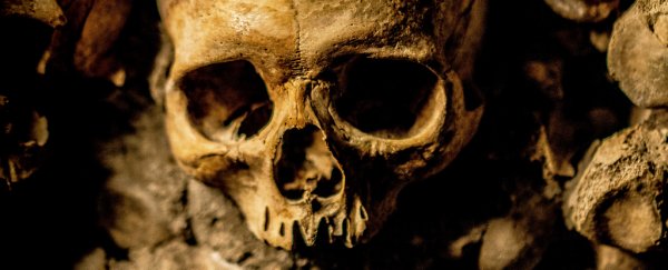 Grisly discovery suggests the Inca ritually mounted 'trophy heads' as display of power