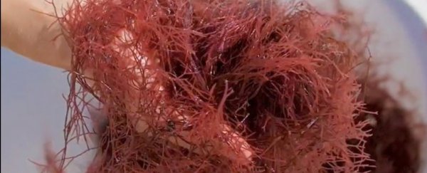 Feeding cows this weird pink stuff could actually help fight climate change