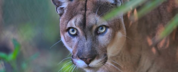 Florida panthers are stumbling like they're poisoned, and scientists don't know why