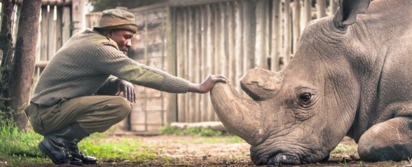 Update: The first harvested northern white rhino eggs have just been fertilised