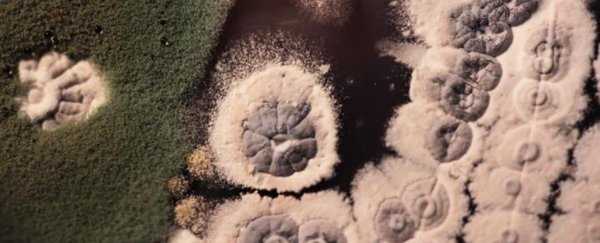 Scientists just traced antibiotic resistance millions of years into the past