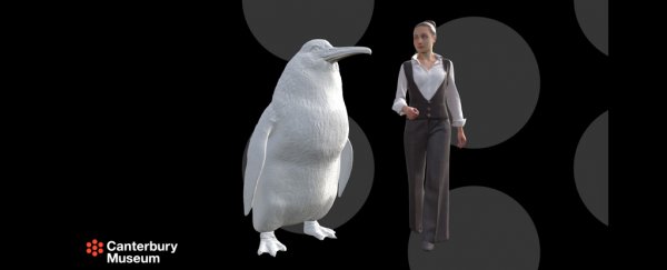 A human-sized penguin fossil has turned up in New Zealand, again