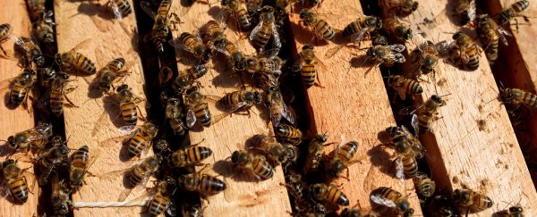 Bees are dropping dead across Brazil, and the reason is absolutely devastating