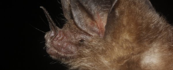 Bats are more badass than we knew, using leaves as 'mirrors' to find camouflaged prey