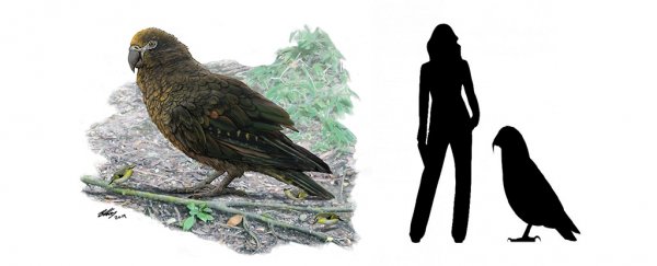 The largest parrot that ever lived has been discovered in New Zealand