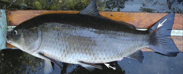 The oldest freshwater fish ever found just changed what we know about fish