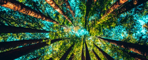 There's something you must know about trees and their role in climate change
