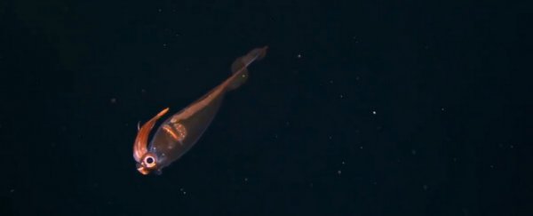 This strange, see-through squid looks like some kind of alien bird