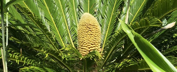 A prehistoric plant could reproduce in the UK for the first time in human history