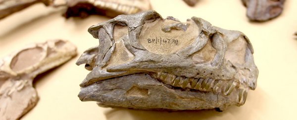 A curious hadrosaur with super-weird teeth has been unearthed in Japan