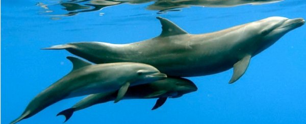 For The First Time, Scientists Have Seen Dolphins Adopt an Orphan From Another Species