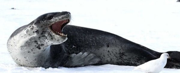 'Ferocious' Leopard seals caught on camera in an unexpected display of sharing