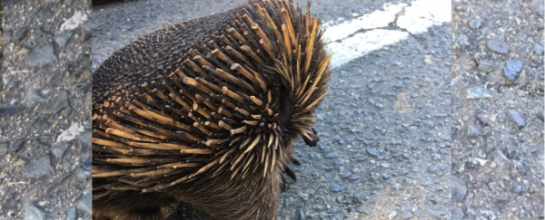 This weird echidna is the result of one of the best fire survival tactics we've heard