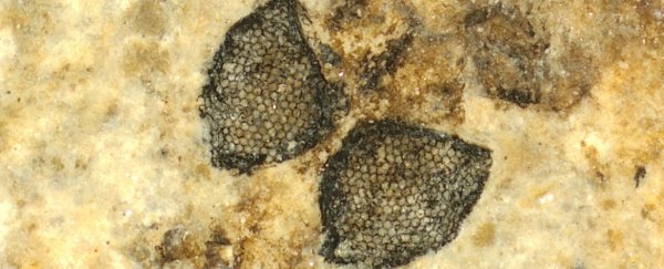 Incredible fossil fly eyes are changing what we know about insect eye pigment