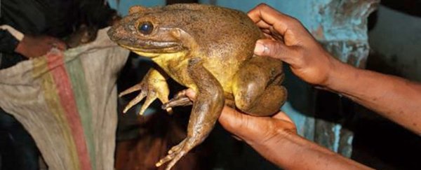 The world's biggest frogs are so chunky, they shift rocks to build their own ponds