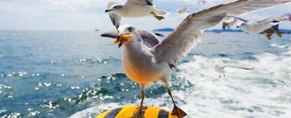 Study finds a scientific method for keeping gulls away from your fries